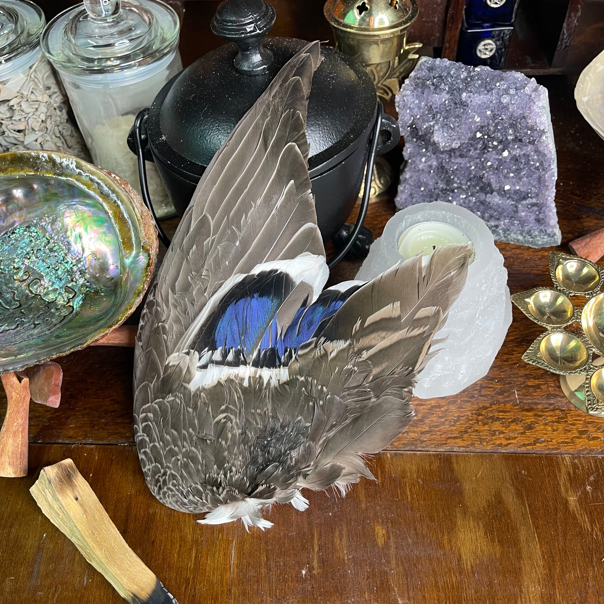 Taxidermy Wild Duck Wing - The Spirit of Life