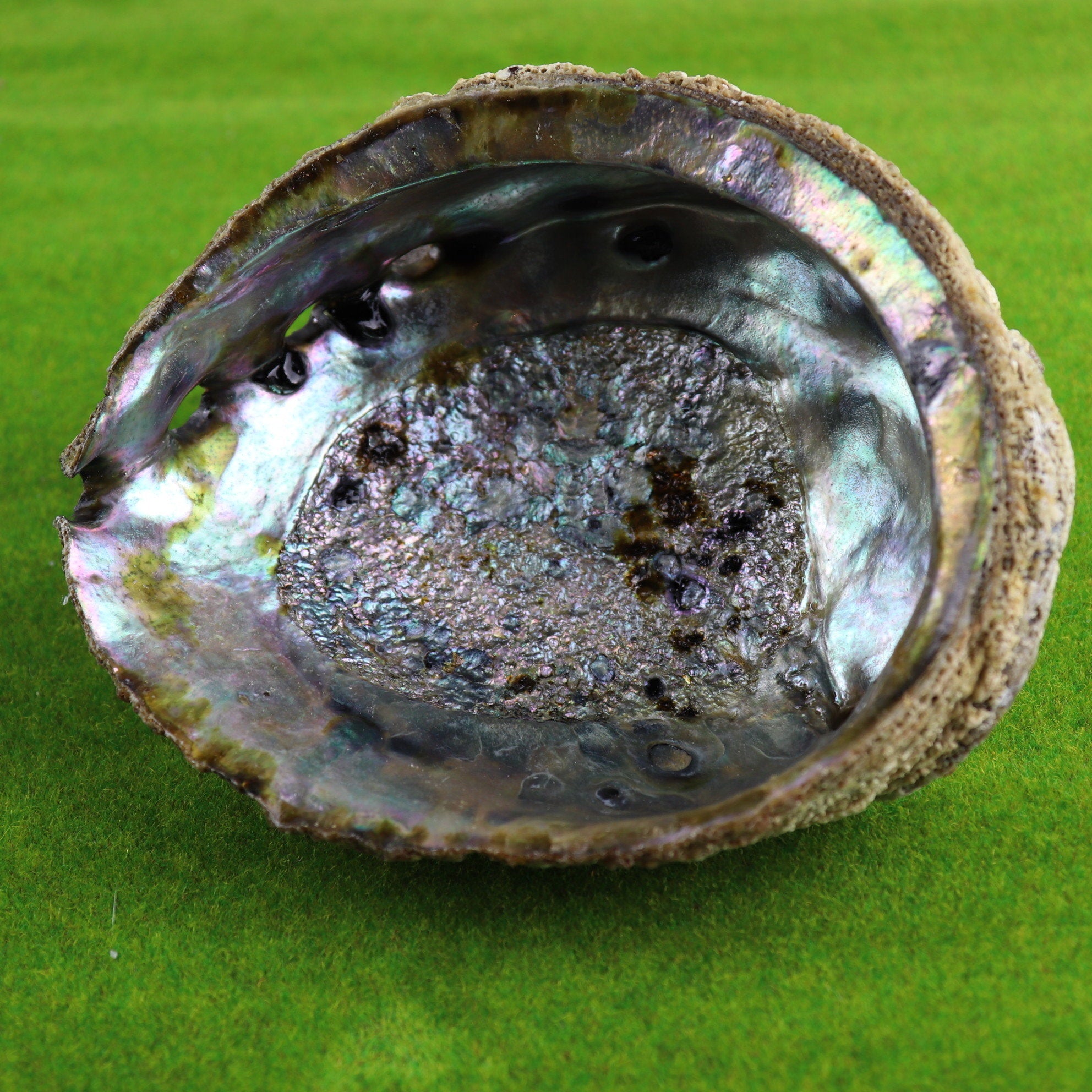 Abalone Shell - The Spirit of Life