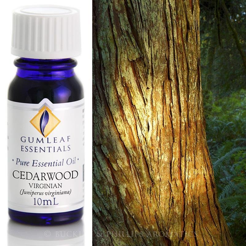 Buckley and Phillips Cedarwood Virginian Essential Oil 10ml - The Spirit of Life