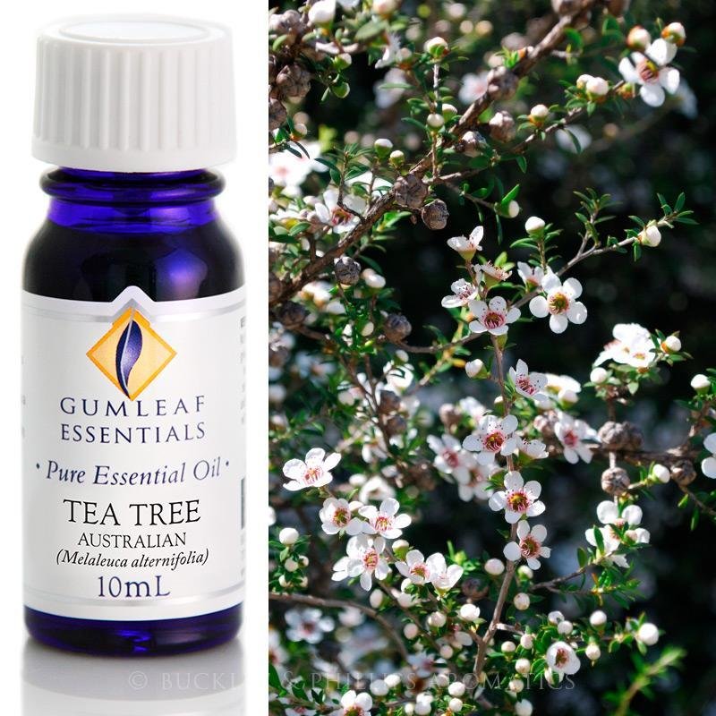 Buckley and Phillips Australian Tea Tree Essential Oil 10ml - The Spirit of Life